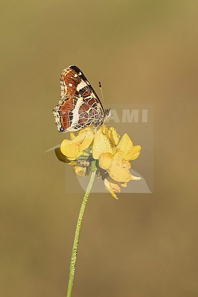 landkaartje op gewone rolklaver in het eerste zonlicht; map butterfly in first sunlight on Birdsfoot trefoil; stock-image by Agami/Walter Soestbergen,