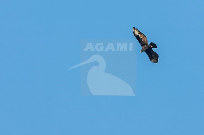 Adult Verreaux's eagle (Aquila verreauxii) in South Africa. Seen in flight. stock-image by Agami/Marc Guyt,