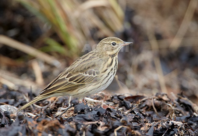 Boompieper op de grond; Tree Pipit on the ground stock-image by Agami/Markus Varesvuo,