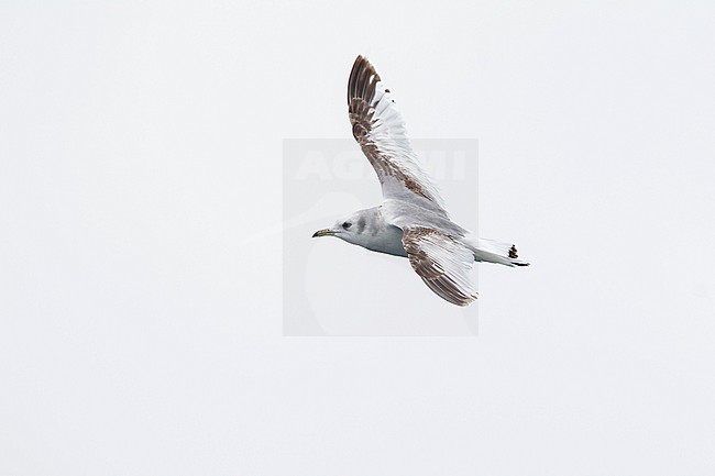 second calendar year or first winter black-legged kittiwake (Rissa tridactyla) in flight, found offshore at North Sea in German Bight stock-image by Agami/Mathias Putze,