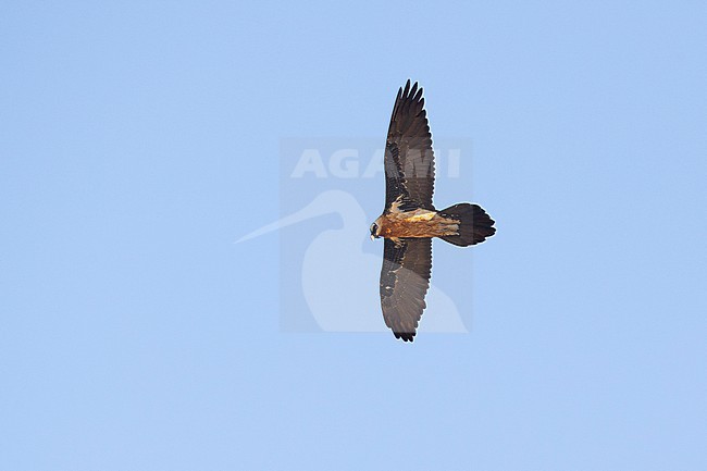 adult bearded vulture known as Lammergeier (Gypaetus barbatus) of subspecies meridionalis in flight at Sanetti Plateau in Bale Mountains National Parc in Ethiopia stock-image by Agami/Mathias Putze,