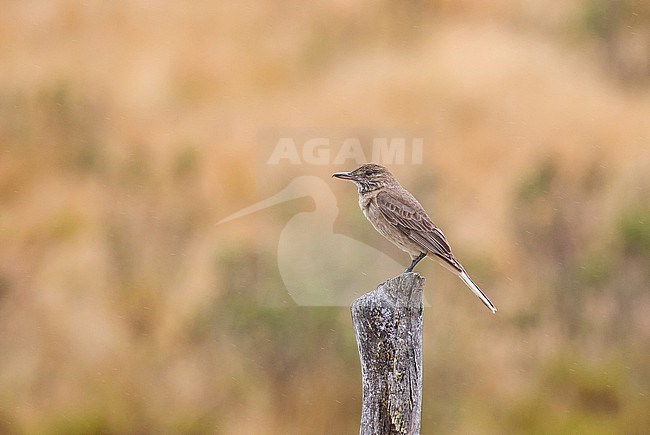 White-tailed Shrike-Tyrant (Agriornis albicauda) in northern Peru. A localized flycatcher of the high Andes, occuring in tropical high-altitude shrubland, subtropical high-altitude grassland, arable land, and pastureland. It is threatened by habitat loss. stock-image by Agami/Pete Morris,