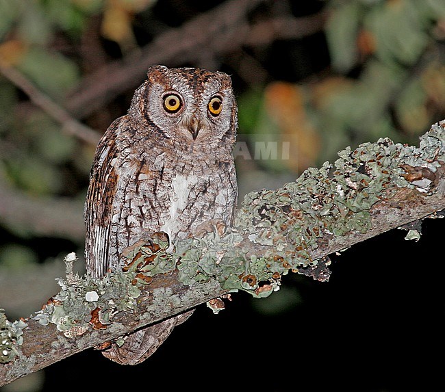 African Scops-Owl (Otus senegalensis) during the night in Oeganda. stock-image by Agami/Pete Morris,