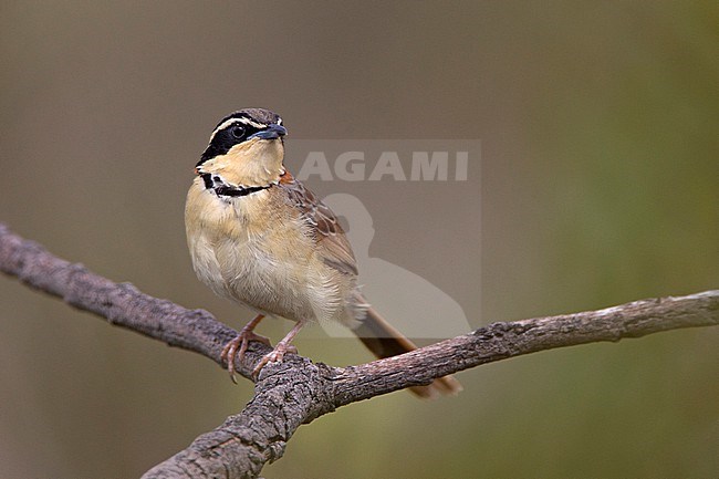 Collared Crescentchest	 (Melanopareia torquata) perched on a branch in Chapada Diamantina, Brazil. stock-image by Agami/Harvey van Diek,