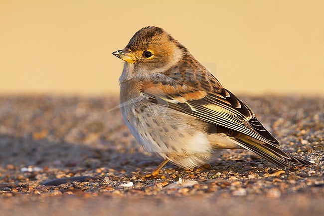 Brambling - Bergfink - Fringilla montifringilla, Germany, 1st cy male stock-image by Agami/Ralph Martin,