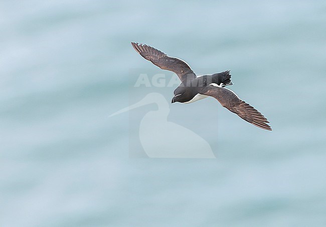 Summer plumaged Razorbill, Alca torda, in breeding colony at Bempton Cliffs, Engeland. stock-image by Agami/Marc Guyt,