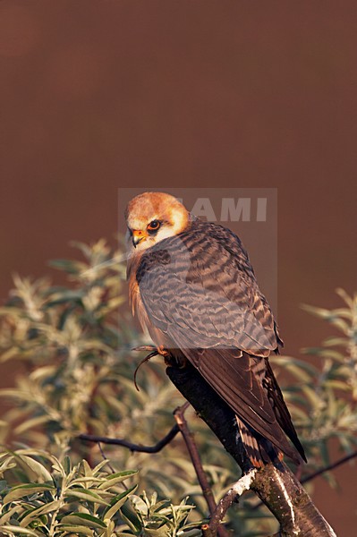 Roodpootvalk, Red-Footed Falcon, Falco vespertinus stock-image by Agami/Jari Peltomäki,