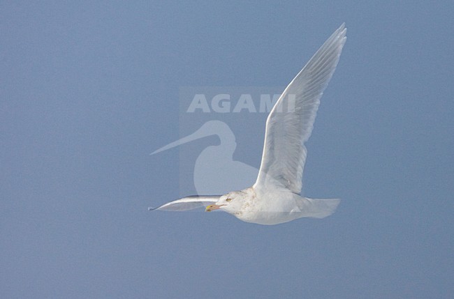 Glaucous Gull adult flying; Grote Burgemeester volwassen vliegend stock-image by Agami/Marc Guyt,