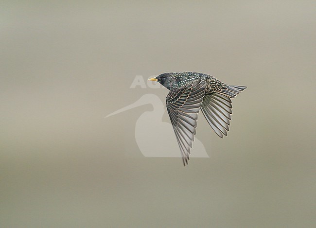 Adult female Common Starling (Sturnus vulgaris) flying, migrating, showing upperside stock-image by Agami/Ran Schols,