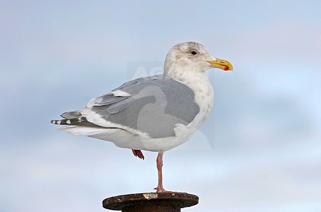 Volwassen Beringmeeuw; Adult Glaucous-winged Gull stock-image by Agami/Pete Morris,