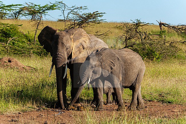 A young African elephant, Loxodonta africana, and calf near mother. Masai Mara National Reserve, Kenya. stock-image by Agami/Sergio Pitamitz,
