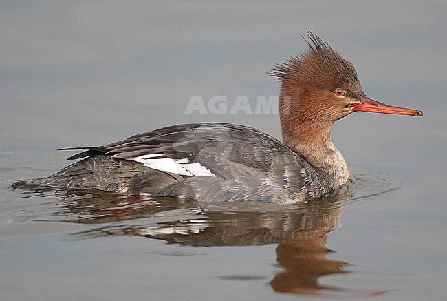 Red-breasted Merganser (Mergus serrator), first winter female swimming, seen from the side. stock-image by Agami/Fred Visscher,