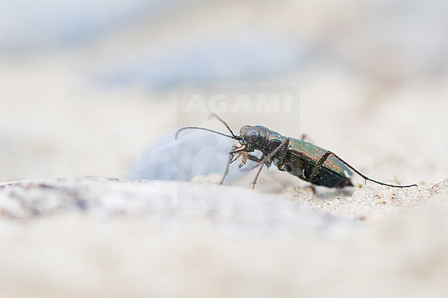 Cylindera germanica - Deutscher Sandlaufkäfer, Germany (Baden-Württemberg), imago stock-image by Agami/Ralph Martin,