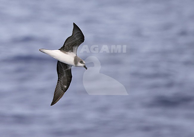 Soft-plumaged Petrel (Pterodroma mollis) in flight over the Pacific ocean near Rapa island in French Polynesia. stock-image by Agami/Yann Muzika,