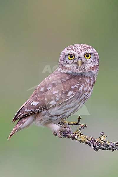 Little Owl, Basilicata, Italy (Athene noctua) stock-image by Agami/Saverio Gatto,