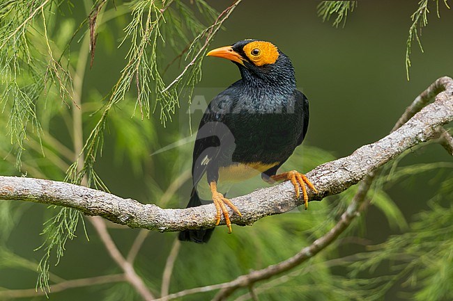 Yellow-faced Myna (Mino dumontii) Perched on a branch in Papua New Guinea stock-image by Agami/Dubi Shapiro,
