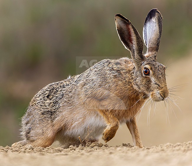European Hare (Lepus europaeus) standing on sand in Hungary. stock-image by Agami/Marc Guyt,