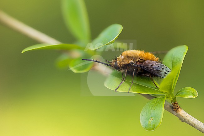 Bombylius discolor - Gefleckter Wollschweber, Germany (Baden-Württemberg), imago stock-image by Agami/Ralph Martin,