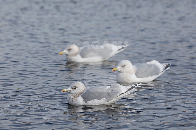 Kumliens Meeuw, Kumlien's Gull, Larus glaucoides kumlieni stock-image by Agami/Chris van Rijswijk,