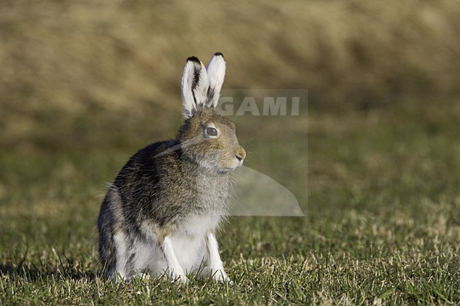 Sneeuwhaas, Mountain Hare, Lepus timidus stock-image by Agami/Jari Peltomäki,