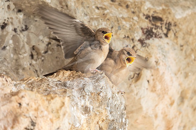 Crag Martin (Ptyonoprogne rupestris), juveniles begging for food, Campania, Italy stock-image by Agami/Saverio Gatto,