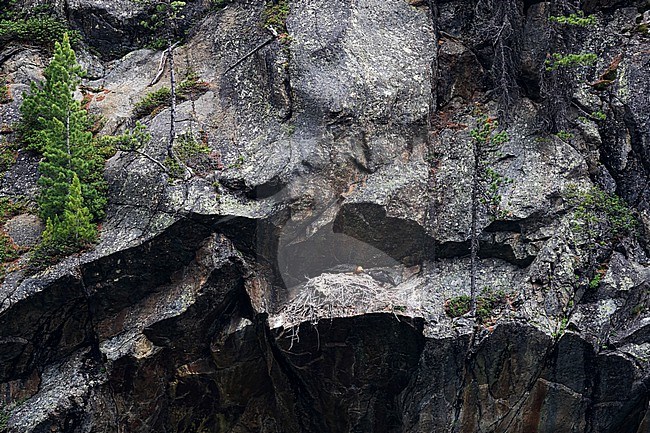 An adult Bearded Vulture (Gypaetus barbatus) at the nesting site feeding the almost fleding juvenile stock-image by Agami/Mathias Putze,