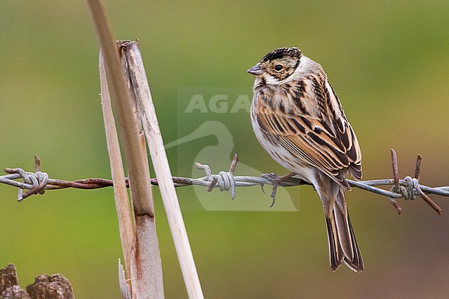 Reed Bunting (Emberiza schoeniclus), adult male in winter plumage seen from back stock-image by Agami/Saverio Gatto,