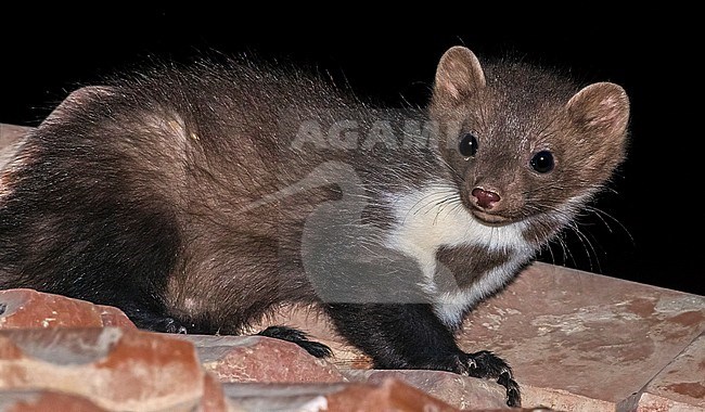 Rock Marten sitting on a roof in Karapinar, Turkey. June 2015 stock-image by Agami/Vincent Legrand,
