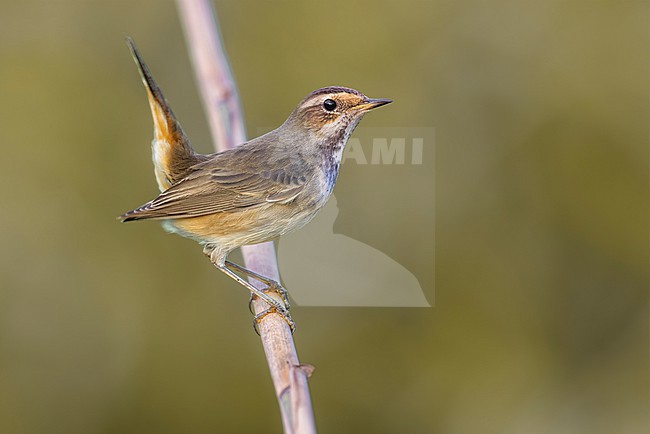 White-spotted Bluethroat, Luscinia svecica, in Italy. stock-image by Agami/Daniele Occhiato,