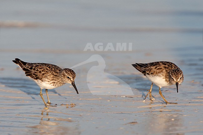 Kleinste Strandlopers adult foeragerend, Least Sandpipers adult foraging stock-image by Agami/Wil Leurs,