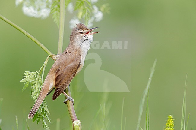 Great Reed Warbler (Acrocephalus arundinaceus), side view of an adult singing from a stem, Campania, Italy stock-image by Agami/Saverio Gatto,