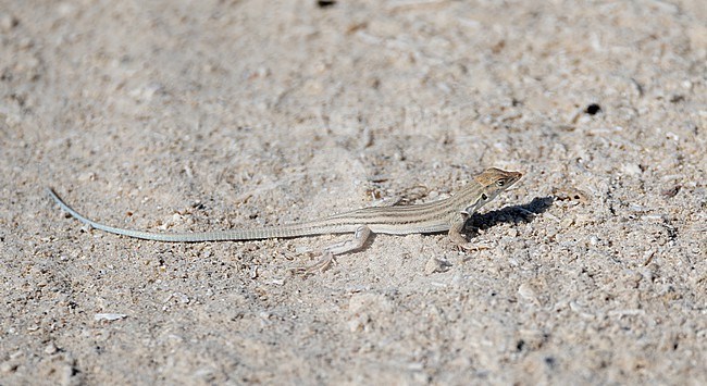Hadramaut sand lizard (Mesalina adramitana) in the desert of Oman stock-image by Agami/Roy de Haas,