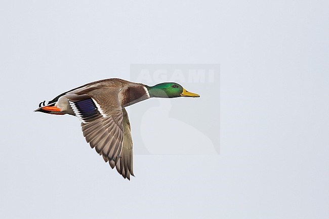 Mallard - Stockente - Anas platyrhynchos ssp. platyrhynchos, Germany, adult male stock-image by Agami/Ralph Martin,