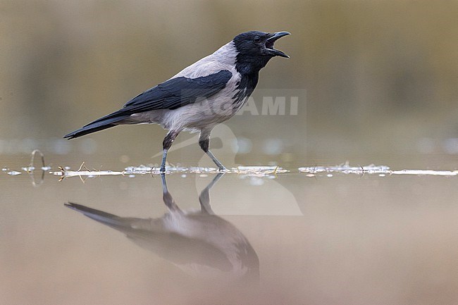 Calling Hooded Crow, Corvus cornix, in Italy. stock-image by Agami/Daniele Occhiato,