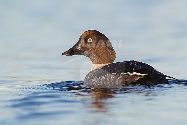 Adult female
Santa Clara Co., CA
December 2012 stock-image by Agami/Brian E Small,