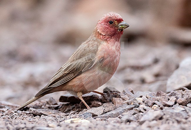Male Sinai Rosefinch (Carpodacus synoicus) in a desert canyon near Eilat, Israel stock-image by Agami/Marc Guyt,