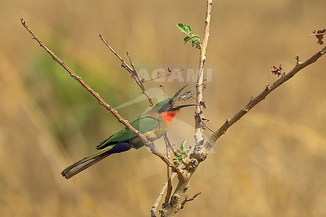 Red-throated Bee-eater (Merops bulocki bulocki) adult bird throwing a cicada up in Gambia, Africa stock-image by Agami/Kari Eischer,