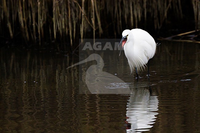 Little Egret, Egretta garzetta in breeding plumage foraging for shrimps in tidal stream of brackish water high contrast of white egret with black water. Egret swallowing a shrimp. stock-image by Agami/Menno van Duijn,