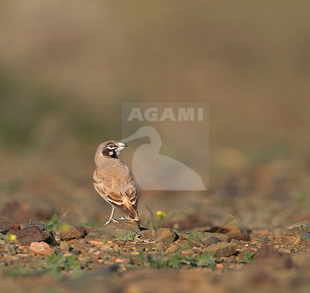 Thick-billed Lark - Knackerlerche - Rhamphocory clotbey, Morocco, female stock-image by Agami/Ralph Martin,