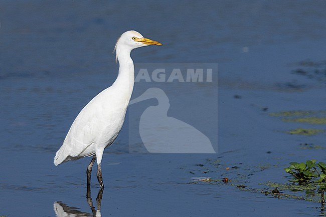 Cattle Egret (Bubulcus ibis), side view of an individual standing in the water, Campania, Italy stock-image by Agami/Saverio Gatto,