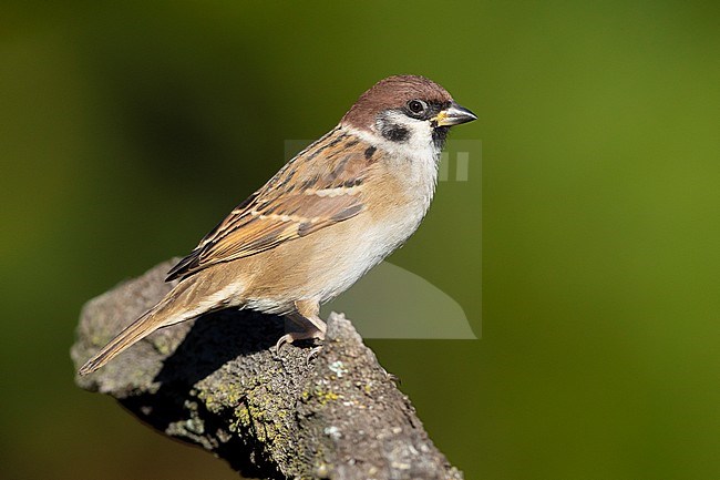 Eurasian Tree Sparrow (Passer montanus), side view of an adult perched on a branch in Italy. stock-image by Agami/Saverio Gatto,