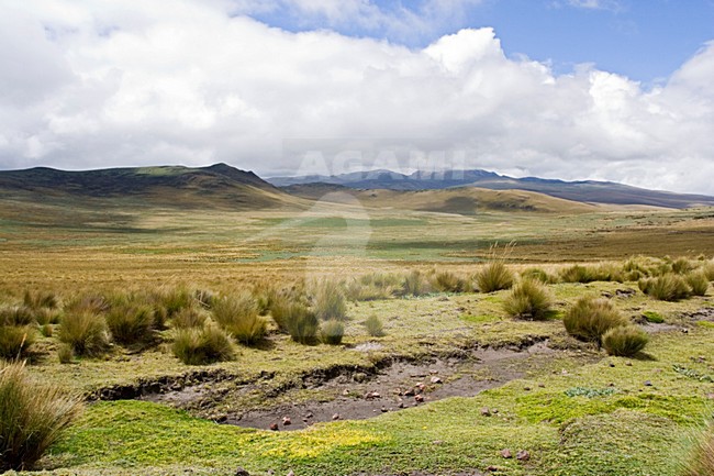 Antisana Reserve Ecuador stock-image by Agami/Marc Guyt,
