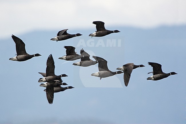Zwarte Rotgans, Black Brant, Branta nigricans stock-image by Agami/Glenn Bartley,