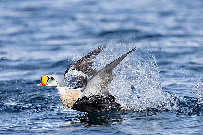  stock-image by Agami/Menno van Duijn,