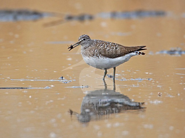 Witgat foeragerend in plasje; Green Sandpiper foraging in wetland stock-image by Agami/Markus Varesvuo,