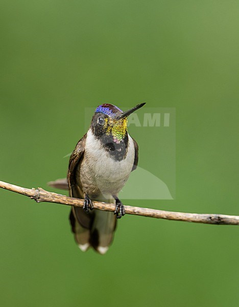 Endemic male Bearded Mountaineer (Oreonympha nobilis nobilis) (subspecies) perched on a branch, Cusco, Peru. stock-image by Agami/Steve Sánchez,