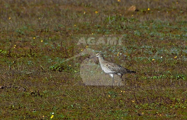 Een van de laatste Dunbekwulpen ooit; One of the last Slender-billed Curlews ever. 
Photographed Merja Zegra Lagoon, Morocco. stock-image by Agami/Hans Gebuis,