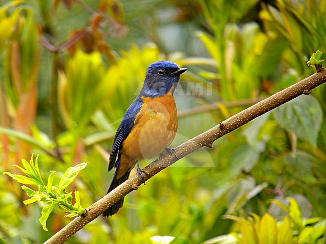 Taiwan Vivid Niltava (Niltava vivida) perched on a branch in Taiwan. stock-image by Agami/Pete Morris,