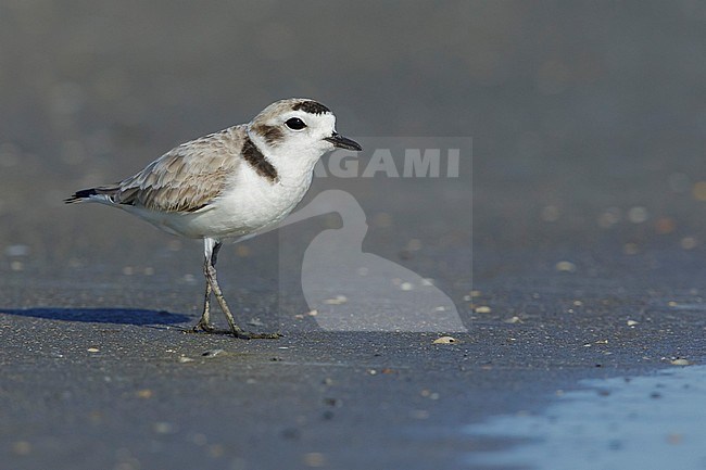 Adult Snowy Plover (Charadrius nivosus) breeding plumage in Galveston County, Texas, United States, during spring migration. Standing on the beach. stock-image by Agami/Brian E Small,