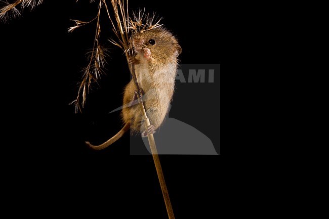 Dwergmuis in rietpluim; Harvest Mouse in reed stem stock-image by Agami/Theo Douma,